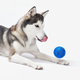 Інтерактивна іграшка для собак Cheerble Wicked Ball Air Royal Blue (CWQ01B) - зображення 6