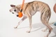Інтерактивна іграшка для собак Cheerble Wicked Ball Air Rope Bright Orange (CWQ03O) - зображення 4