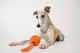 Інтерактивна іграшка для собак Cheerble Wicked Ball Air Rope Bright Orange (CWQ03O) - зображення 5