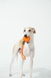 Інтерактивна іграшка для собак Cheerble Wicked Ball Air Rope Bright Orange (CWQ03O) - зображення 6