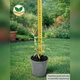Саженцы Полыни перовской лебедолистной (Perovskia atriplicifolia) Р9 - изображение 3