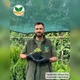 Саженцы Очитка отогнутого гребенчатого Кристатум (Sedum reflexum Cristatum) Р9 - изображение 5