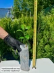 Саженцы апельсина Вашингтон Навел (Citrus sinensis Washington navel) - ранний, холодостойкий - изображение 2