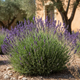 Саженцы Лаванды узколистной (Lavandula angustifolia) Р9 - изображение 1