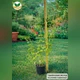 Саженцы Мяты кудрявой Криспа ( Mentha spicata Crispa) Р9 - изображение 3