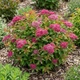 Саженцы Спиреи японской Антони Ватерер (Spiraea japonica Anthony Waterer) Р9 - изображение 1