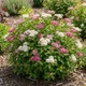 Саджанці Спіреї японської Дженпей (Широбана) (Spiraea japonica Genpei (Shirobana) Р9 - зображення 1