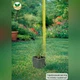 Саженцы Овсяницы Валберла (FESTUCA WALBERLA) Р9 - изображение 4