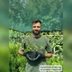 Саджанці Бересклета Форчуна Емеральд Голд (Euonymus fortunei Emerald 'n' Gold) Р9 - зображення 5