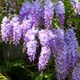 Саженцы Глицинии Эйва (Wisteria chinensis Eiyva) - изображение 2
