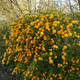 Керрия японская Пленифлора (Kerria japonica Pleniflora) Р9 - изображение 1