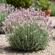 Саджанці Лаванди вузьколистої Розеа (Lavandula angustifolia Rosea) Р9 - зображення 1