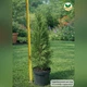 Саженцы Туи западной Смарагд (Thuja occidentalis Smaragd) 3-х летняя С1.5 - изображение 5