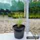 Саженцы Овсяница Блуред (Festuca Blurred) Р9 - изображение 3
