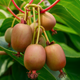Саженцы актинидии (киви) Самоплодная (Self-fertile) - самоплодная, крупноплодная, морозостойкая Р9 - изображение 1