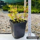 Саженцы Спиреи японской Меджик Карпет (Spiraea japonica Magic Carpet) Р9 - изображение 3