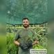 Саженцы Жимолости Японской Ауреоретикулата (Lonicera japonica Aureoreticulata) Р9 - изображение 4