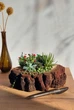 Суккуленты в коре, композиция из живых суккулентов в деревянном кашпо для подарка - изображение 1