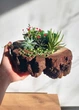 Суккуленты в коре, композиция из живых суккулентов в деревянном кашпо для подарка - изображение 2