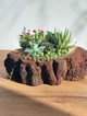Суккуленты в коре, композиция из живых суккулентов в деревянном кашпо для подарка - изображение 3