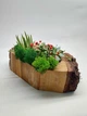 Суккуленты в коре, композиция из живых суккулентов в деревянном кашпо для подарка - изображение 7
