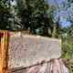 Рамка целая Соты Липового меда 435×145 мм - изображение 3