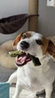 Лакомство для собак WAUDOG Treats Dental Палочка для чистки зубов с мятой и водорослями, 60 г (4459) - изображение 8