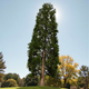 Семена Секвойядендрон гигантский, Sequoiadendron giganteum 5 шт/уп - изображение 2