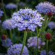 Семена Дидискус голубой 'Lavender Blue'', Trachymene carulea 5 шт/уп - изображение 2