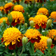 Насіння Чорнобривці розлогі 'Tiger Eyes', Tagetes patula 10 шт/уп - зображення 2