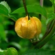 Семена Никандра физалисовидная, Nicandra physalodes 10 шт/уп - изображение 1