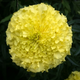 Семена Бархатцы прямостоячие 'Lemon Miracle', Tagetes erecta 10 шт/уп - изображение 2