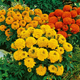 Семена Бархатцы прямостоячие 'Cupid Mix', Tagetes erecta 10 шт/уп - изображение 1