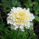 Семена Бархатцы прямостоячие карликовые 'Snowstorm', Tagetes erecta nana 5 шт/уп - изображение 2