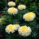 Семена Бархатцы прямостоячие карликовые 'Snowstorm', Tagetes erecta nana 5 шт/уп - изображение 3