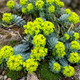 Семена Молочай миртолистный, Euphorbia myrsinites 5 шт/уп - изображение 2