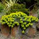 Семена Молочай миртолистный, Euphorbia myrsinites 5 шт/уп - изображение 3