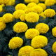 Семена Бархатцы прямостоячие 'Marie Helen', Tagetes erecta 10 шт/уп - изображение 1