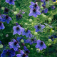 Насіння Нігелла іспанська, Nigella hispanica 10 шт/уп - зображення 1