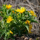 Семена Сколимус испанский, Scolymus hispanicus 10 шт/уп - изображение 2