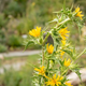 Семена Сколимус испанский, Scolymus hispanicus 10 шт/уп - изображение 4
