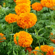 Семена Бархатцы отклоненные 'Mandarin', Tagetes patula 10 шт/уп - изображение 2