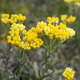 Семена Цмин песчаный (Бессмертник), Helichrysum arenarium 0.05 гр/уп - изображение 2