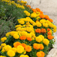 Семена Бархатцы прямостоячие ‘Sugar & Spice’ Mix, Tagetes erecta 10 шт/уп - изображение 2