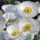 Насіння Мак декоративний 'Bridal Silk', Papaver rhoeas 10 шт/уп - зображення 2