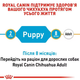 Промо набор Полнорационный сухой корм для щенков породы чихуахуа Royal Canin BHN Chihuahua Puppy сбалансированный до 8 месяцев 400 г + 100 г (1292500722530) - изображение 5