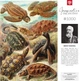 Puzzle GOOD LOOT Imagination Puzzle: Ernst Haeckel Żółwie morskie 1000 elementów (5908305251750) - obraz 5