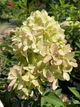 Гортензія волотиста Петіт Флорі (Hydrangea paniculata PetiteFlori) - изображение 1