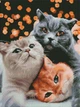 Алмазна мозаїка ColorArt 30х40см Тріо котиків ST484 - изображение 2