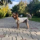 Жилетка для собак Квадро M Молочний - зображення 7